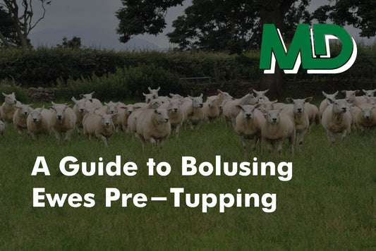 A Guide to Bolusing Ewes Pre Tupping