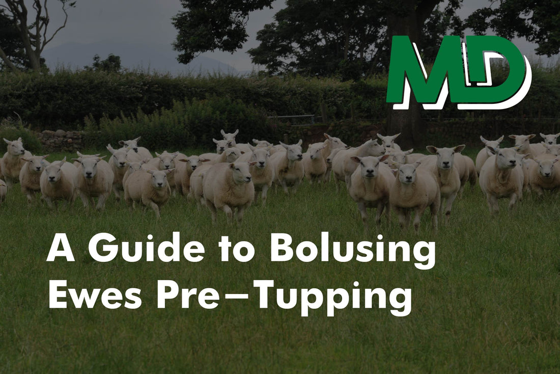 A Guide to Bolusing Ewes Pre Tupping