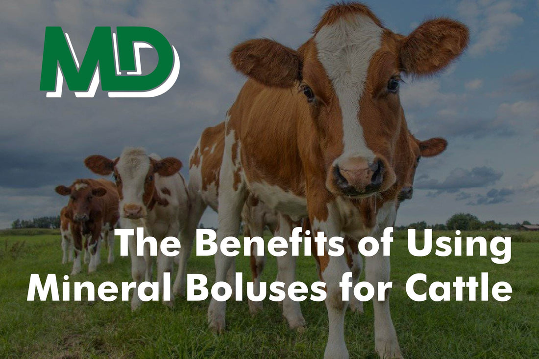 THE BENEFITS OF USING MINERAL BOLUSES FOR CATTLE