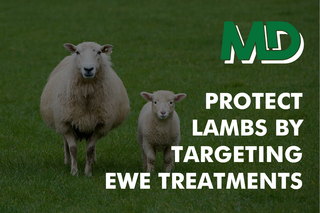 PROTECTING LAMBS THROUGH EWE TREATMENTS