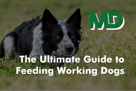 feeding working dogs