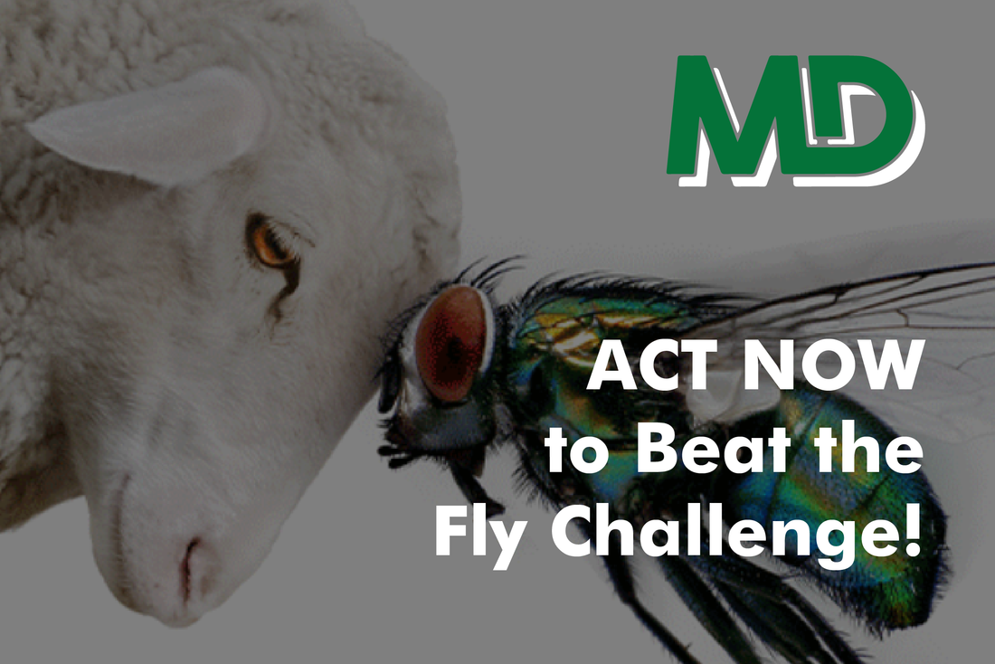 ACT NOW TO BEAT FLY THE FLY CHALLENGE