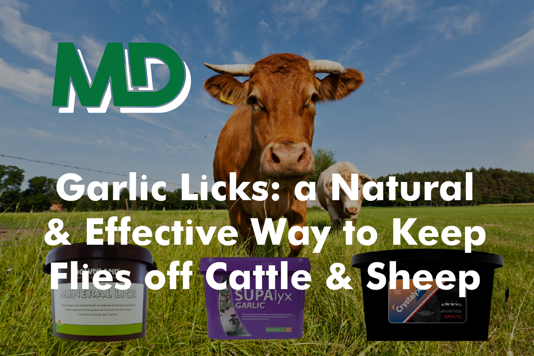 Garlic Licks: A Natural & Effective Way to Keep Flies off Cattle & Sheep