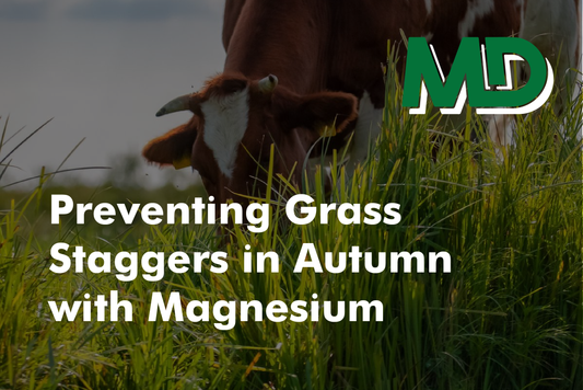grass staggers in autumn
