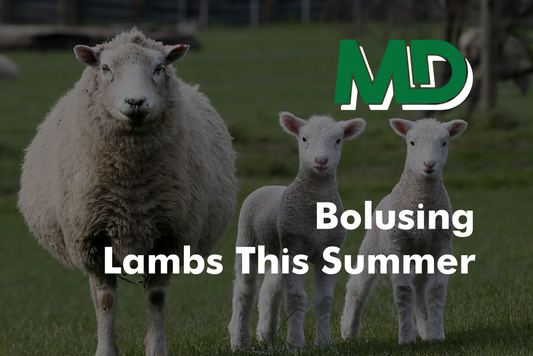 Bolusing Lambs This Summer