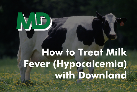 How to Treat Milk Fever (Hypocalcemia) with Downland