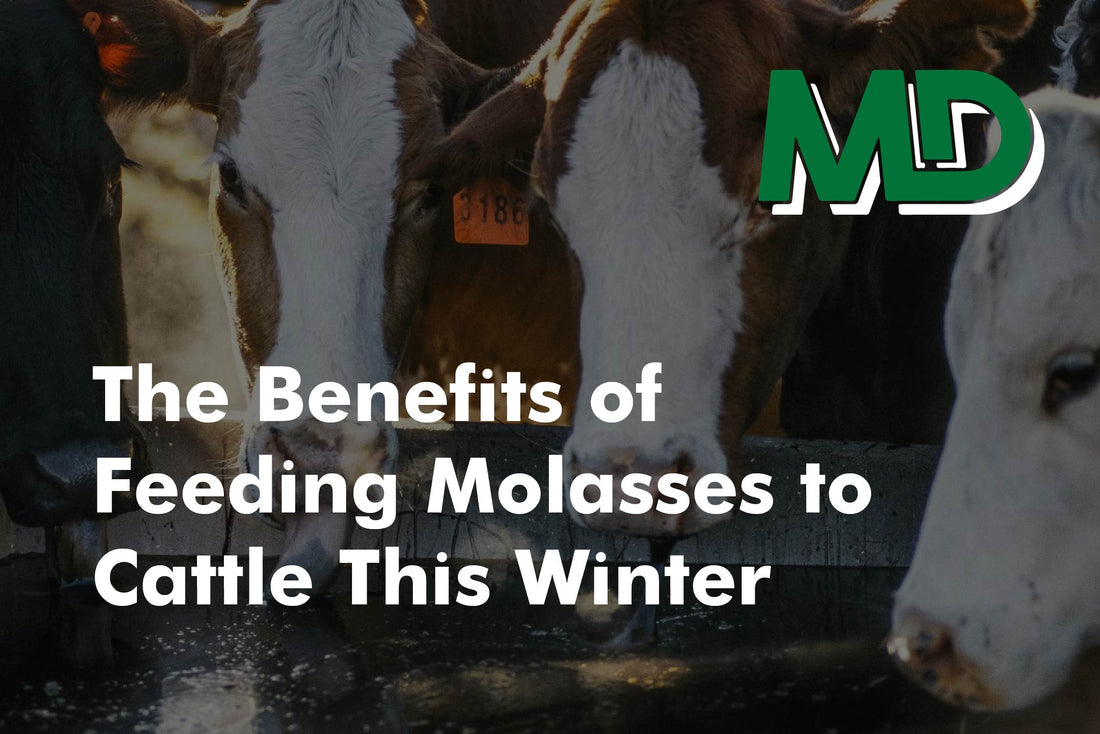 The Benefits of Feeding Molasses to Cattle This Winter