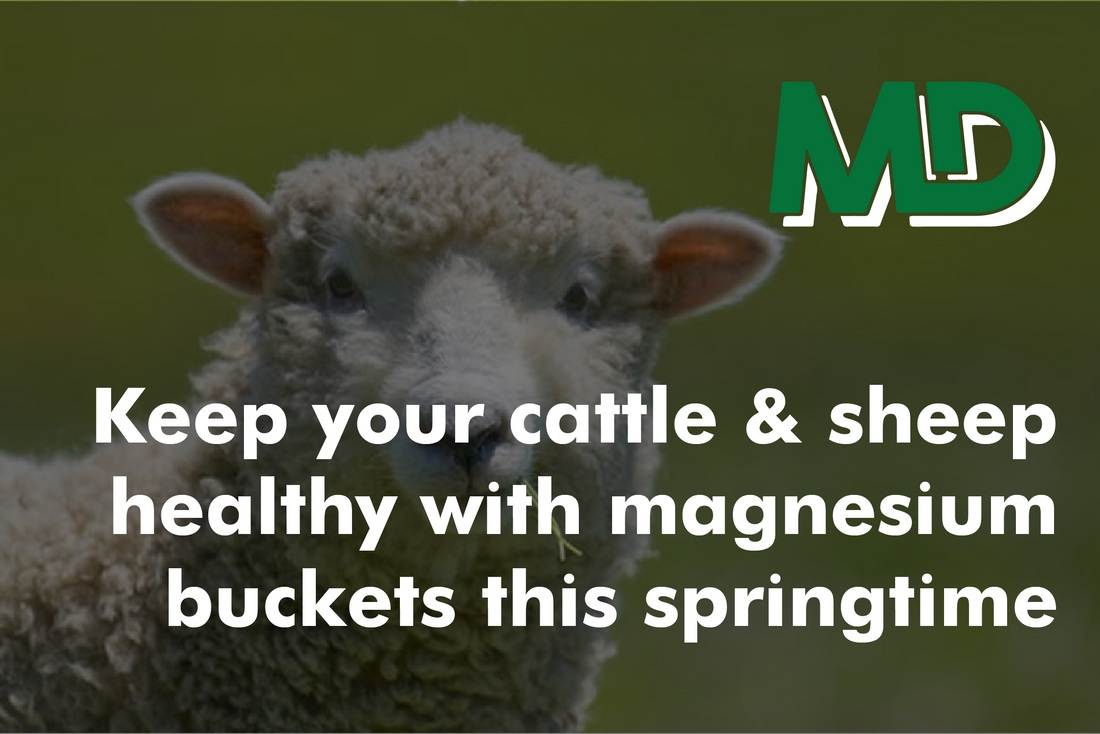KEEP YOUR CATTLE & SHEEP HEALTHY WITH MAGNESIUM BUCKETS THIS SPRINGTIME