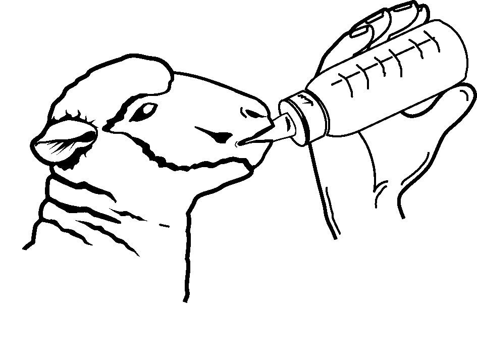 Kerbl Anti-Vac Bottle