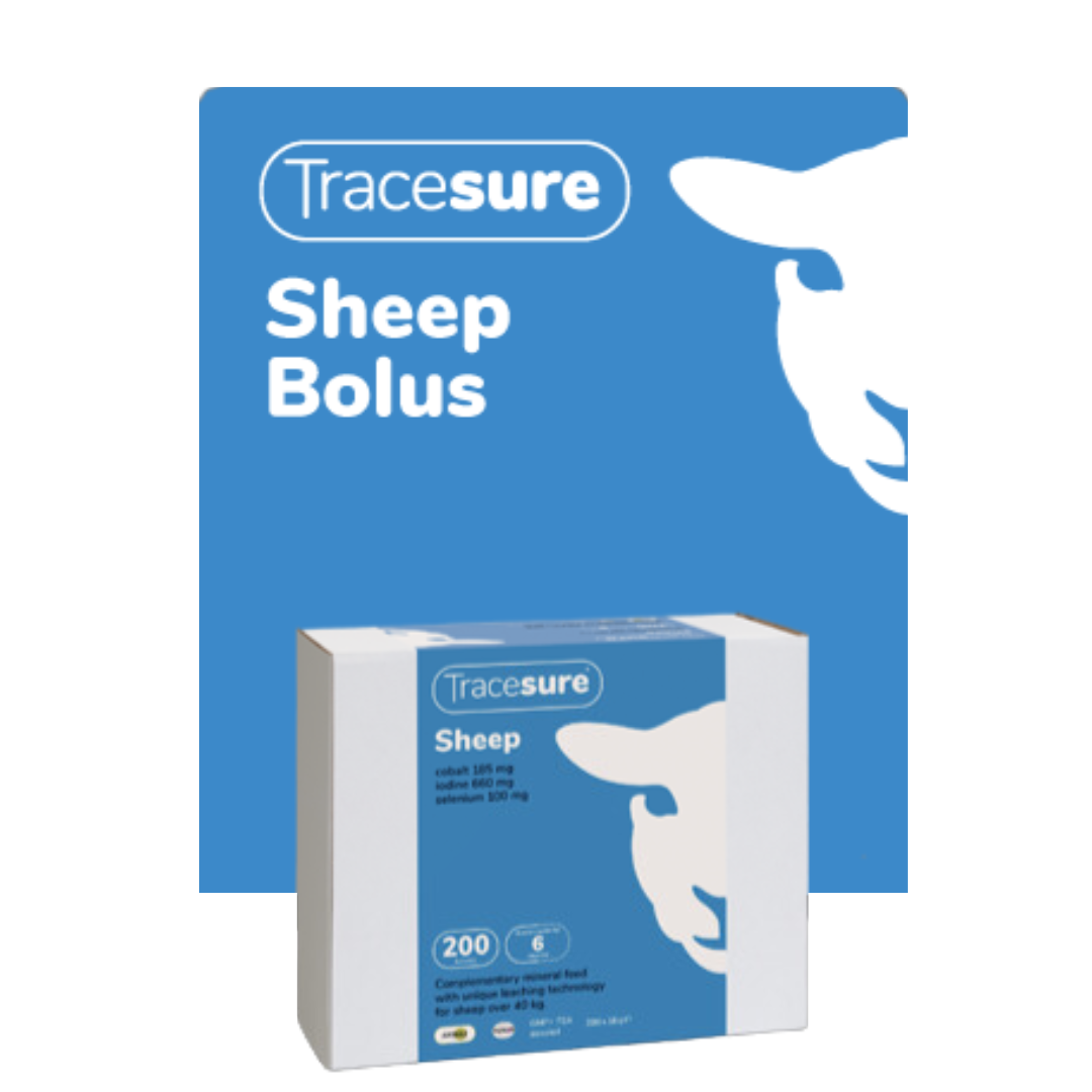 Animax Tracesure Sheep Bolus