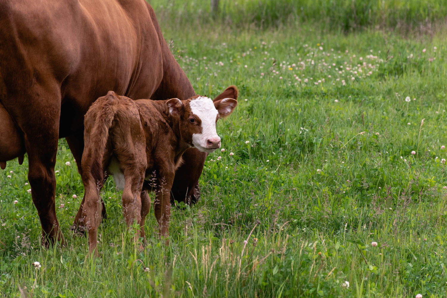 cow cattle beef dairy 