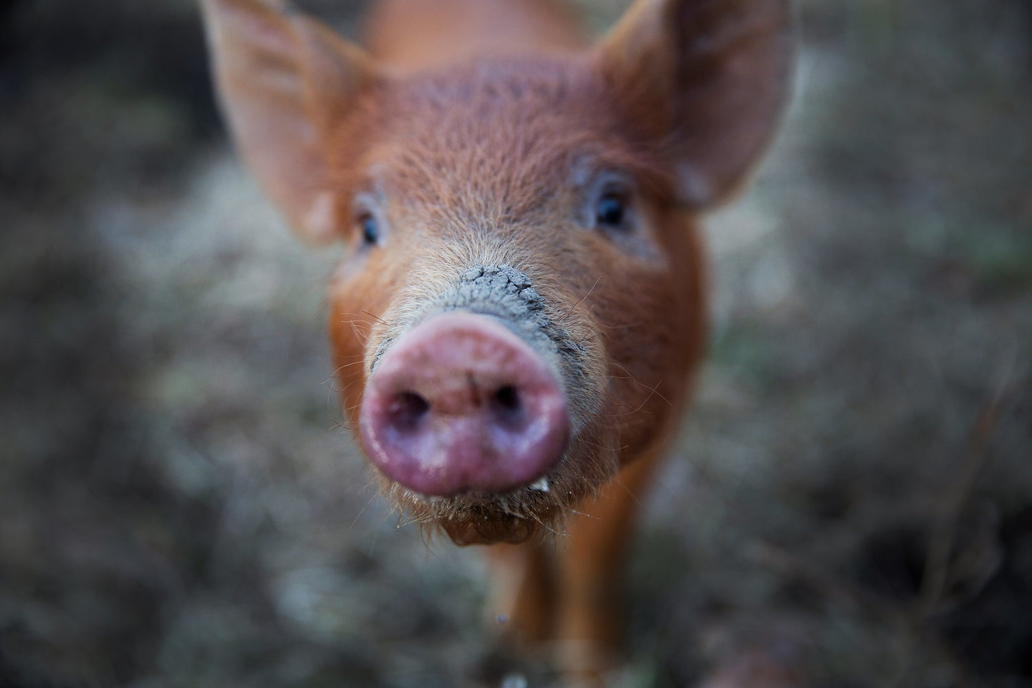 pig swine pigfood