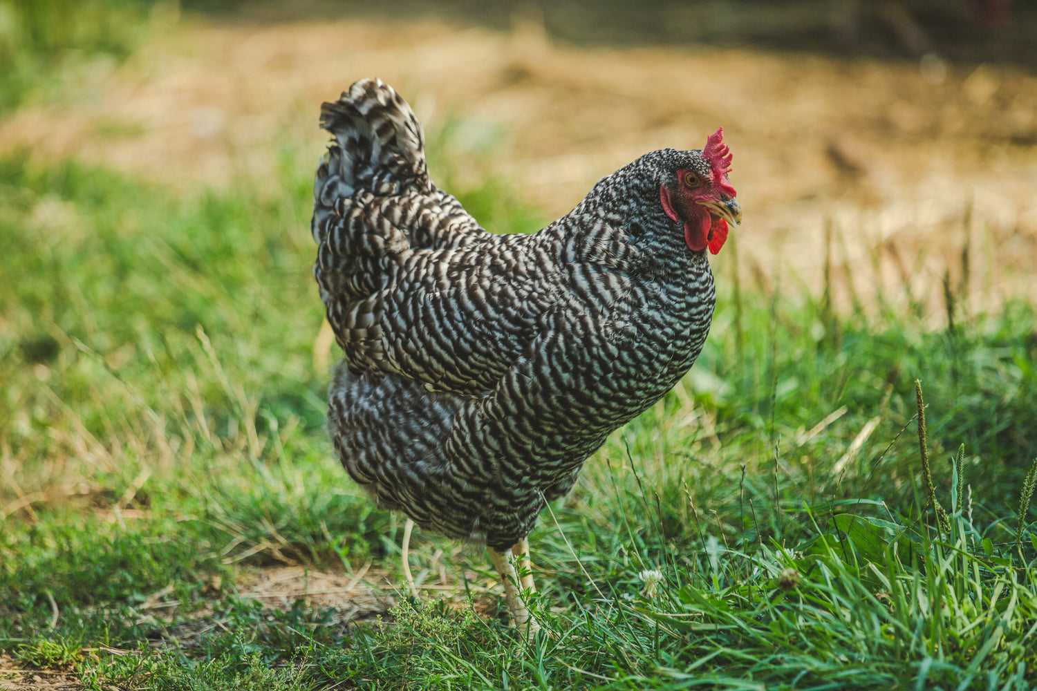 chicken poultry bird wild bird feed turkey