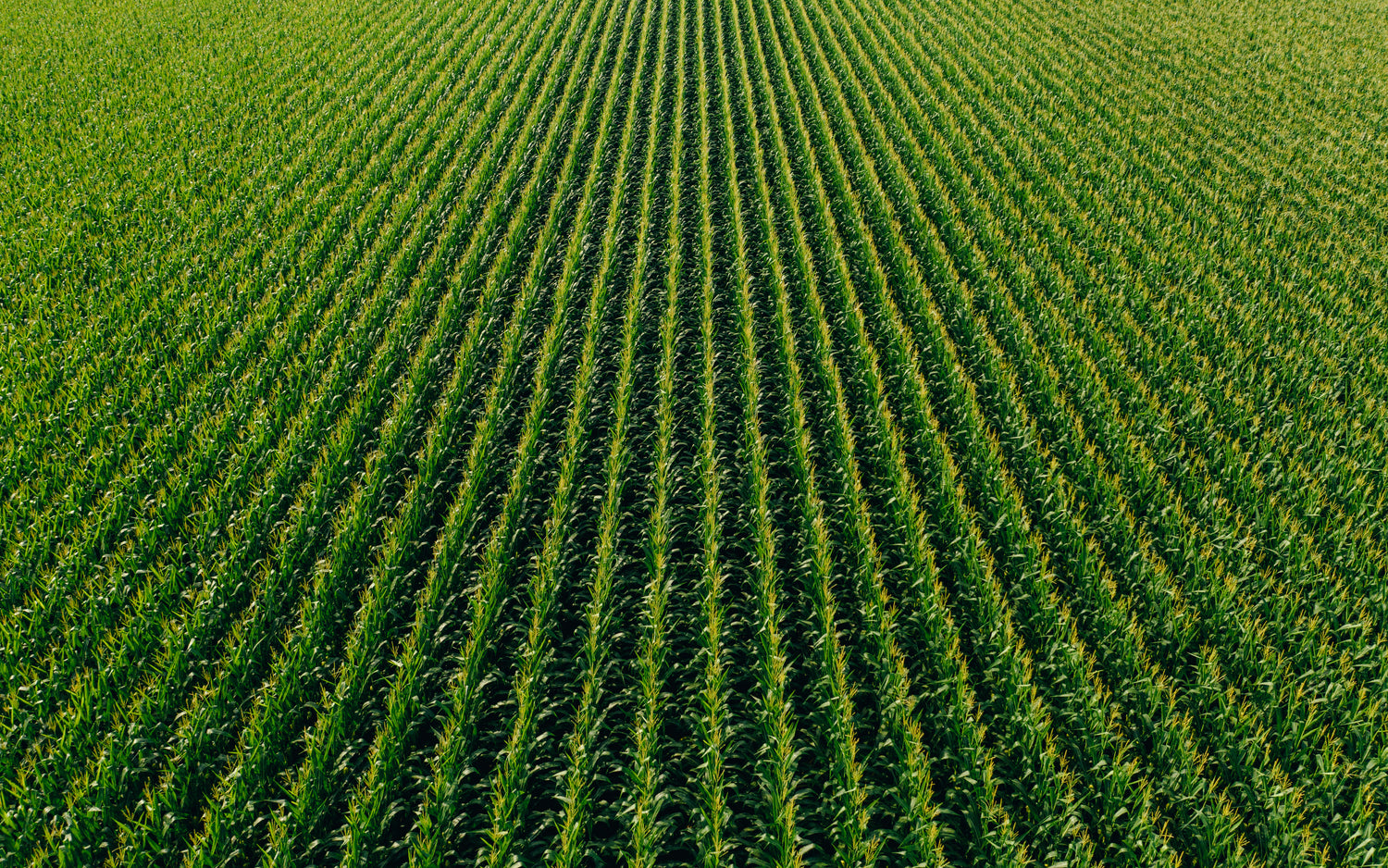 agrochemicals crop growth agronomy 