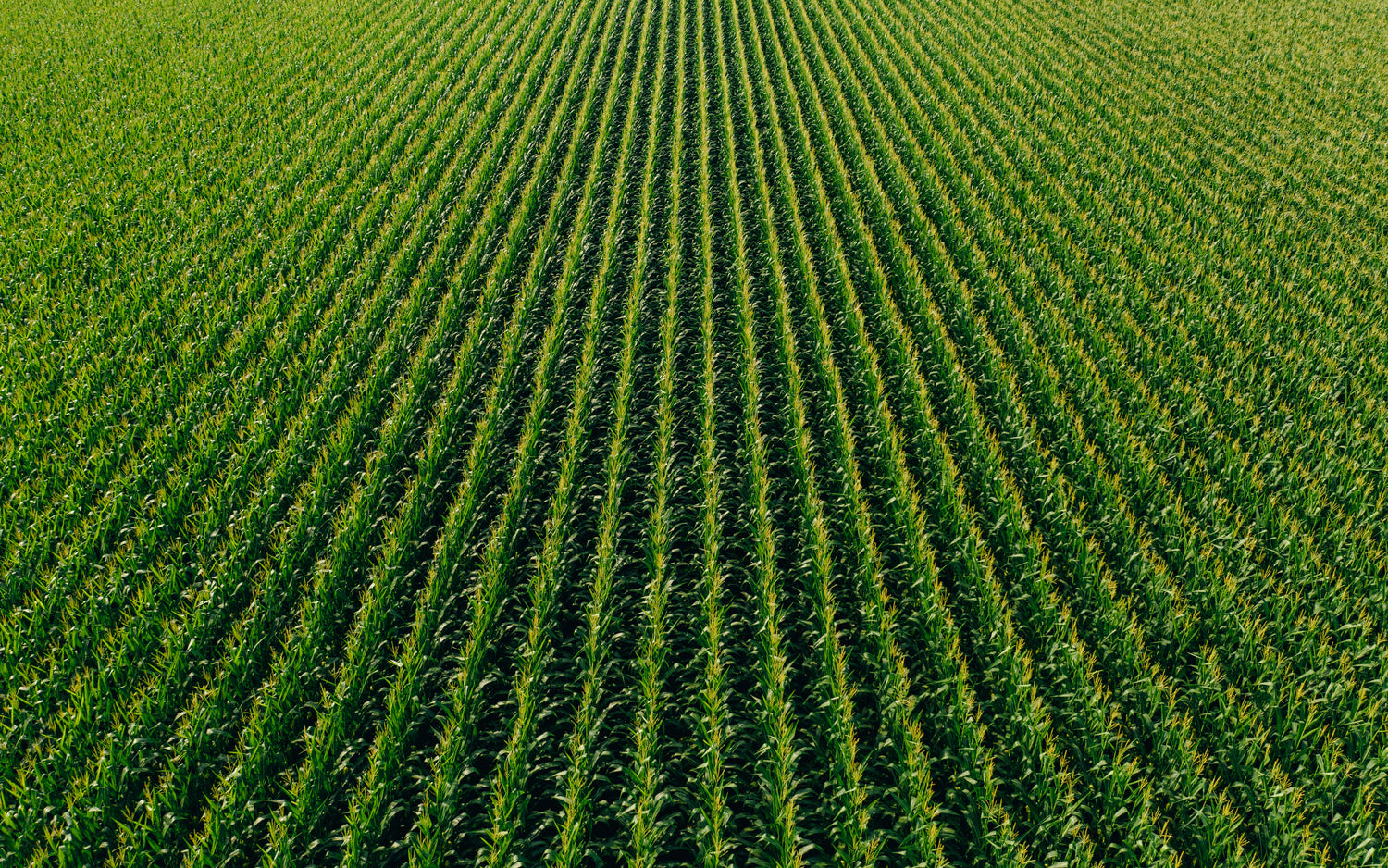 agrochemicals crop growth agronomy