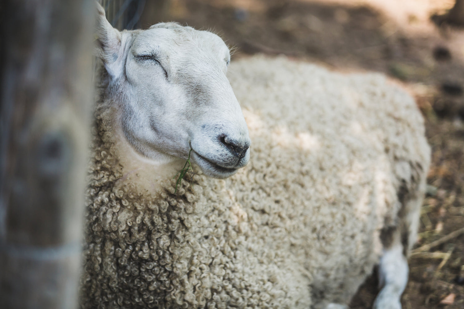 sheep lambing farming 
