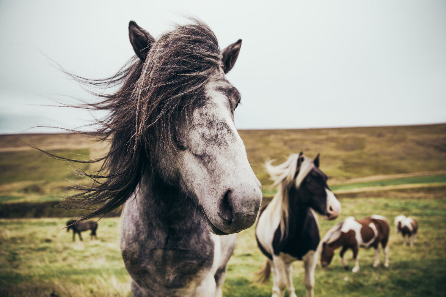 equestrian horse bedding horse feed