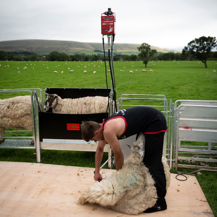 Longhorn Long Tail Shearing Singlet - Suffolk