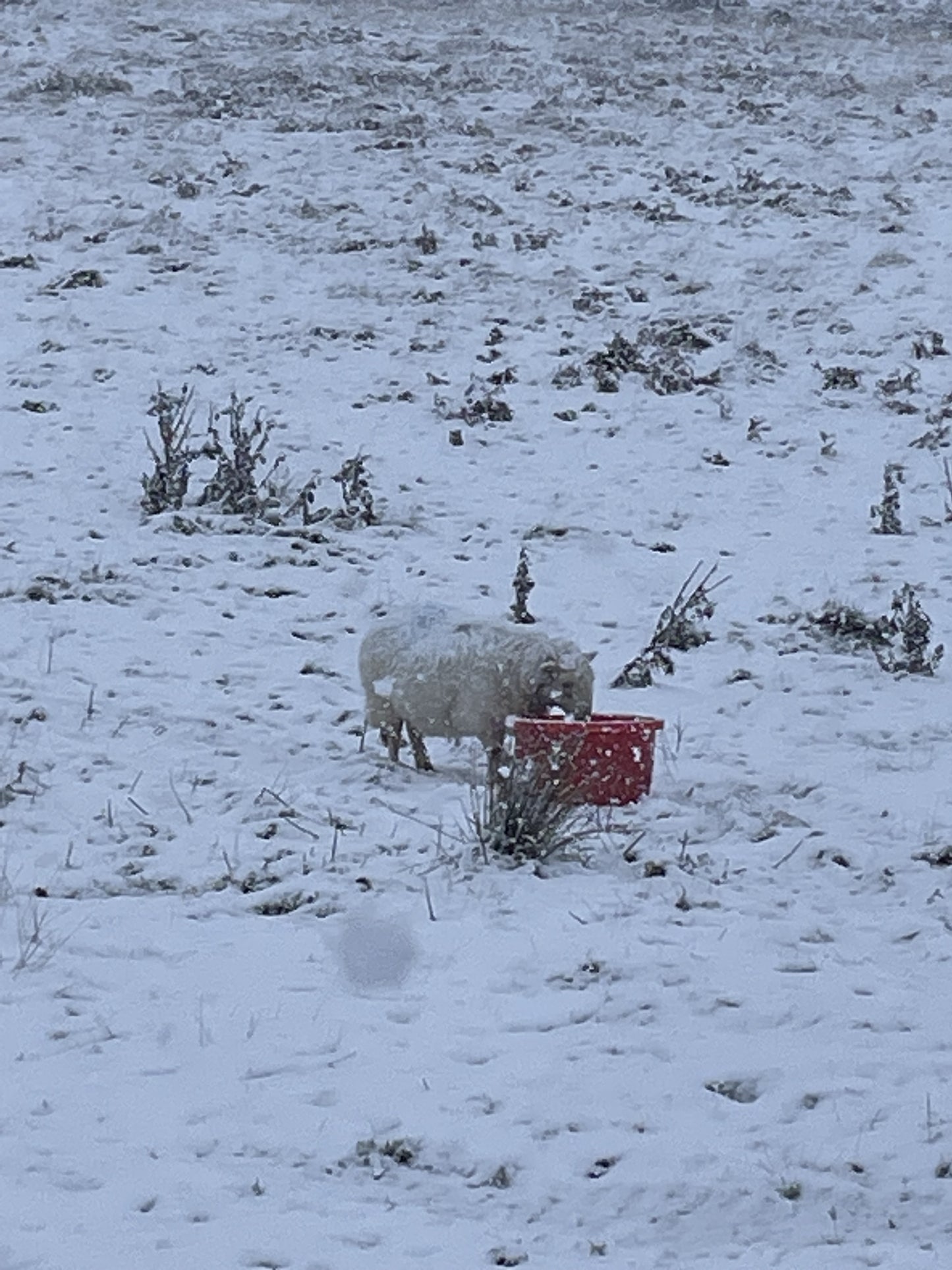 Crystalyx Extra High Energy