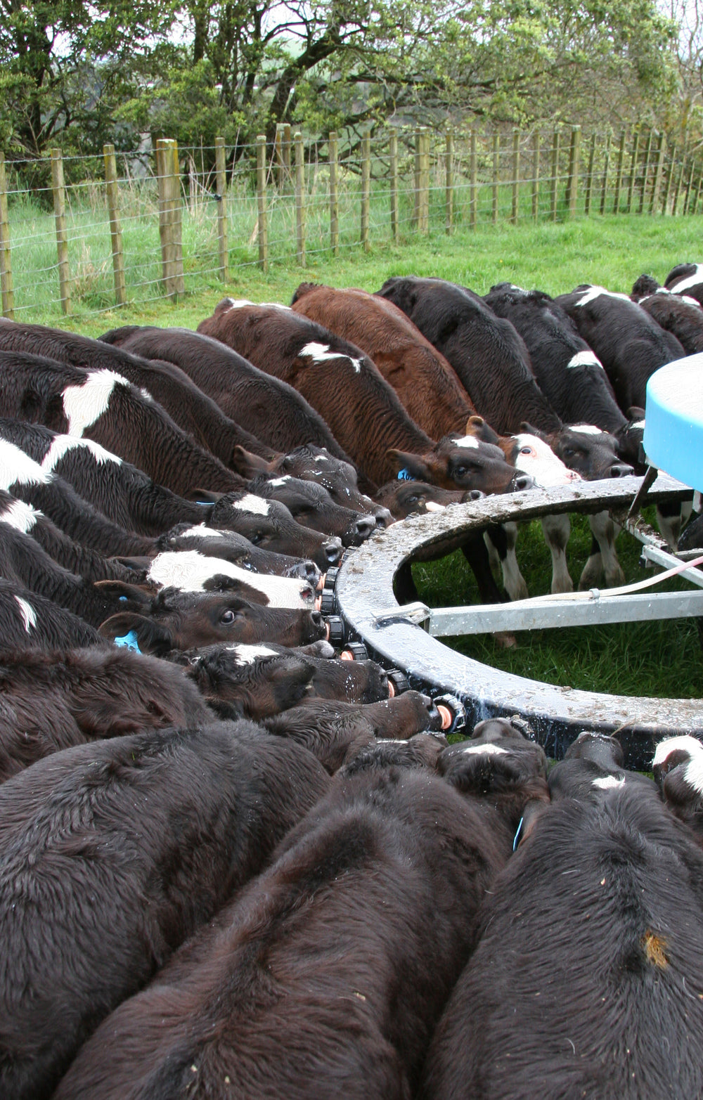 Peach Teats Pull-Through Black