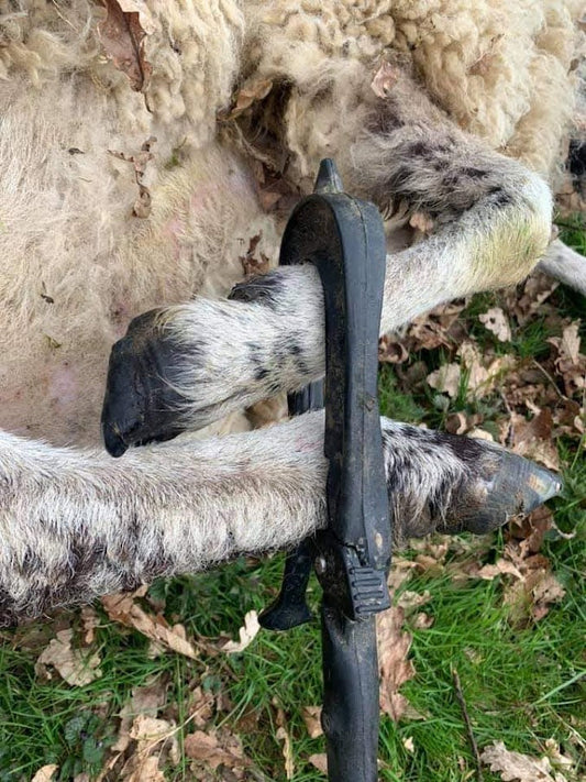 George Mudge Shearing New Zealand Super Crook