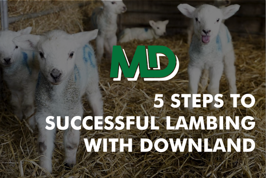 5 STEPS TO LAMBING SUCCESS WITH DOWNLAND