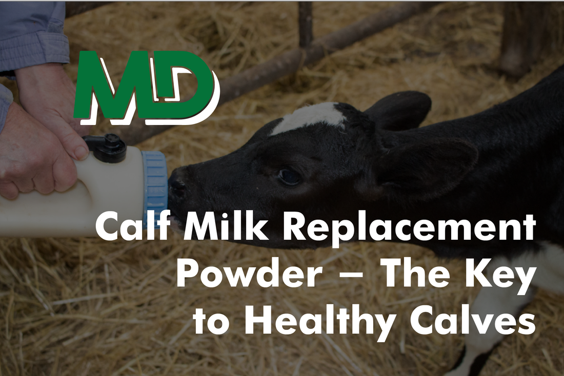 Calf Milk Replacement Powder - The Key to Healthy Calves