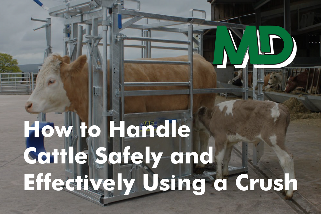 How to Handle Cattle Safely & Effectively Using a Crush