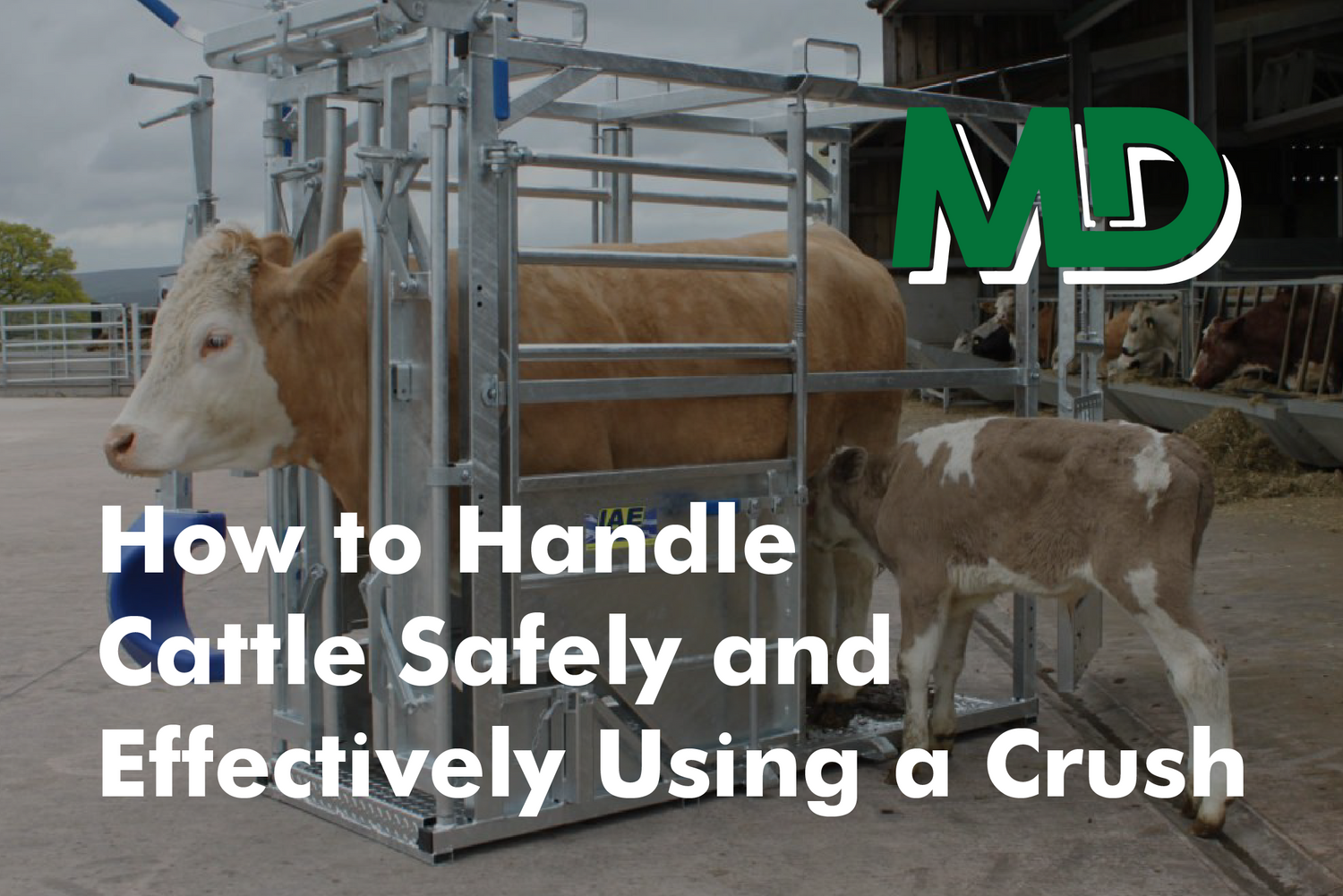 How to Handle Cattle Safely & Effectively Using a Crush Meirion