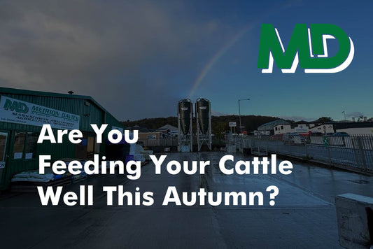 Are You Feeding Your Cattle Well This Autumn?