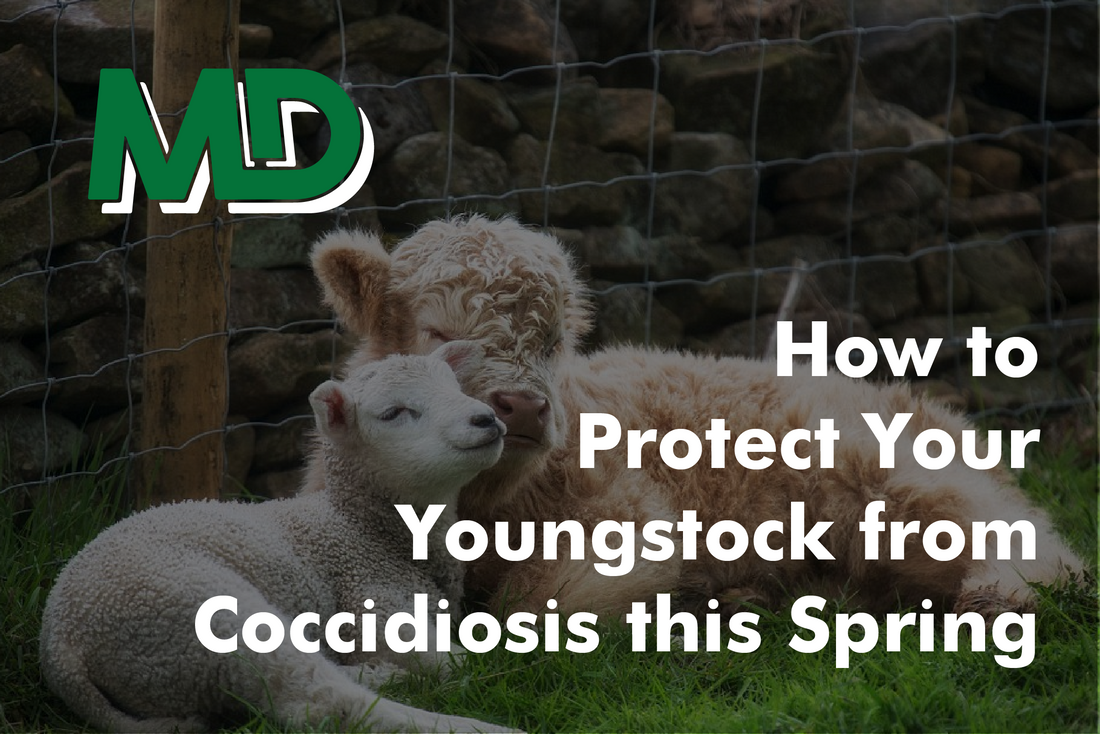 HOW TO PROTECT YOUR YOUNGSTOCK FROM COCCIDIOSIS THIS SPRING