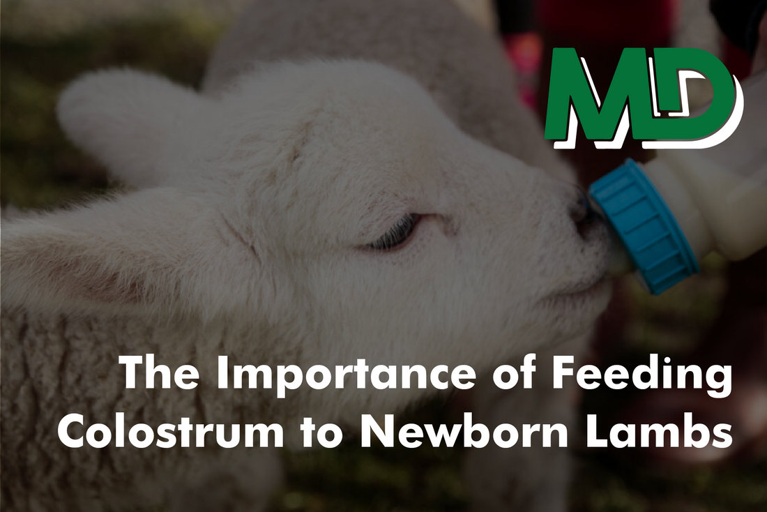 THE IMPORTANCE OF FEEDING COLOSTRUM TO NEWBORN LAMBS