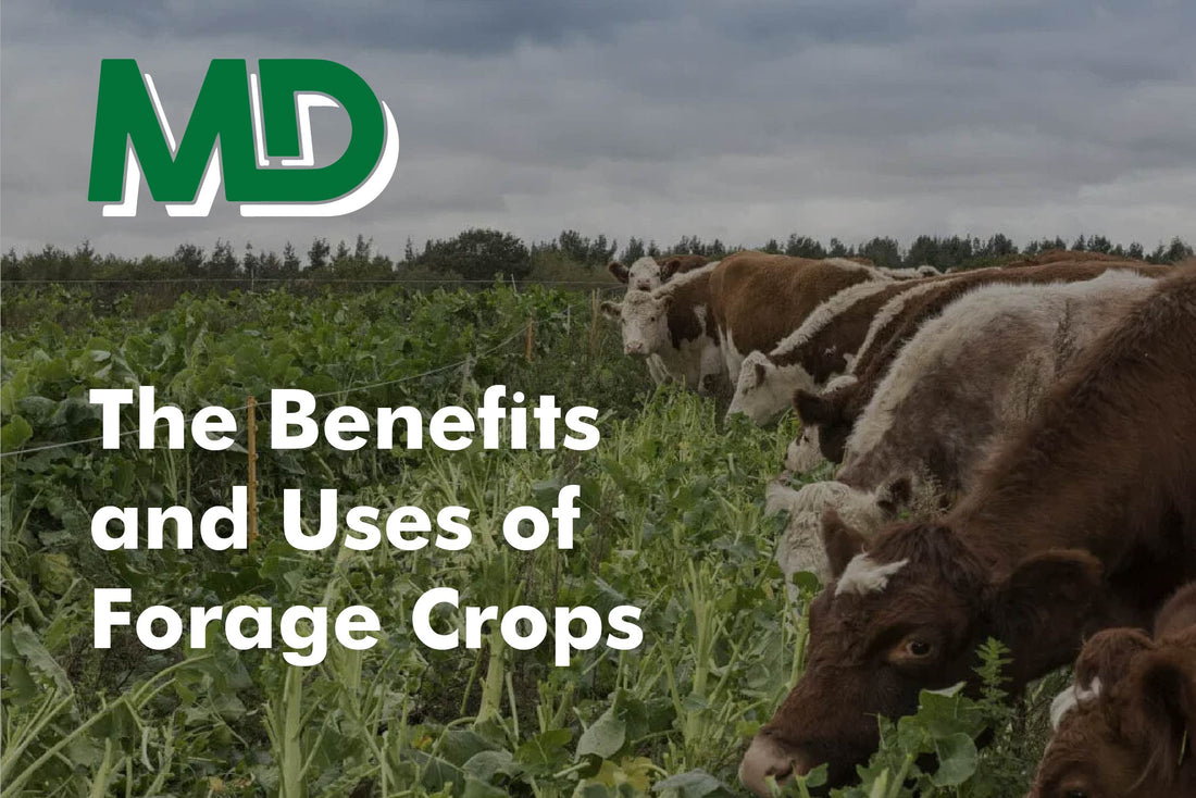 THE BENEFITS & USES OF FORAGE CROPS