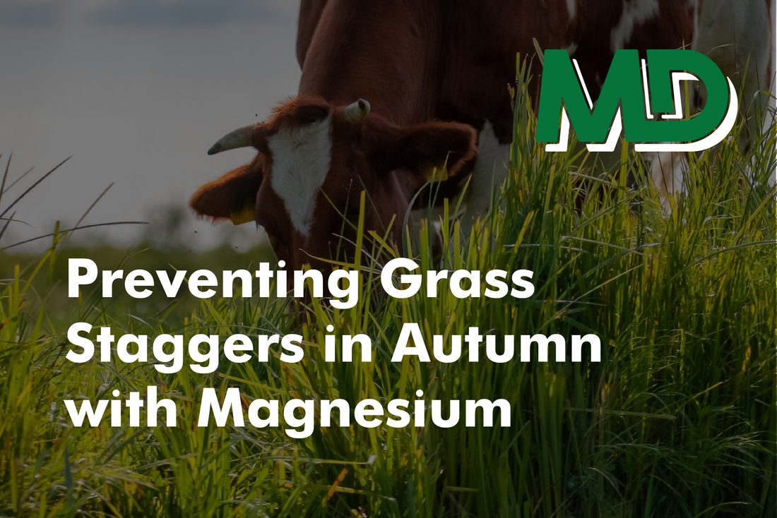 grass staggers in autumn 