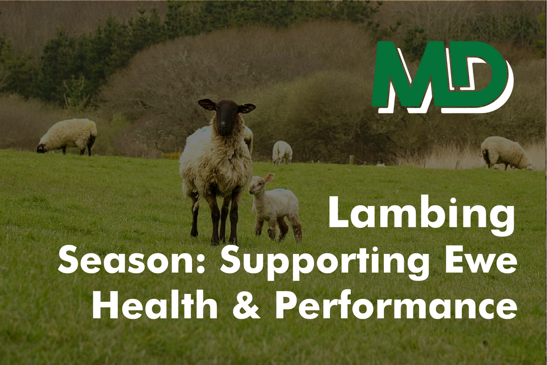 LAMBING SEASON: SUPPORTING EWE HEALTH & PERFORMANCE