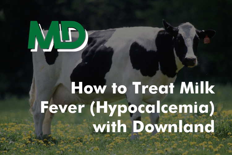 How to Treat Milk Fever (Hypocalcemia) with Downland Meirion Davies
