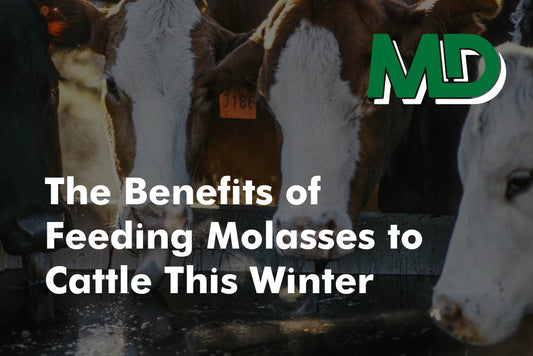 The Benefits of Feeding Molasses to Cattle This Winter