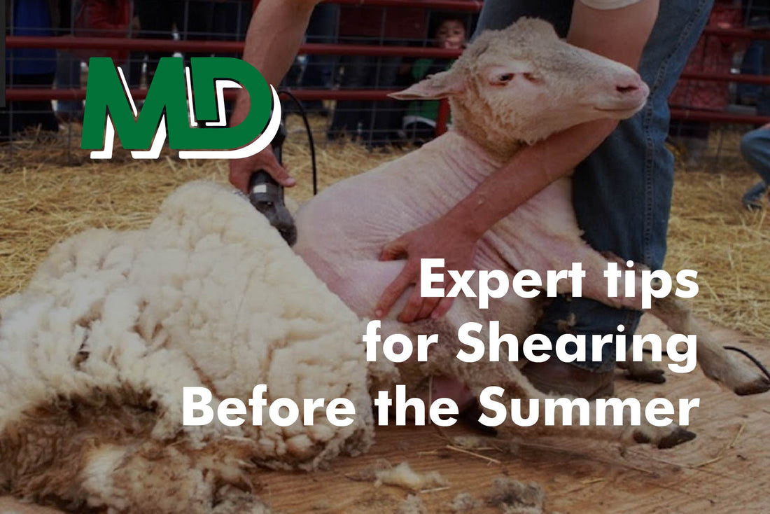 Expert Tips for Shearing Before the Summer