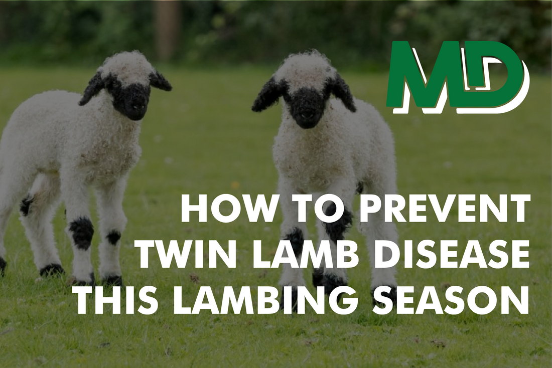 HOW TO PREVENT TWIN LAMB DISEASE THIS LAMBING SEASON