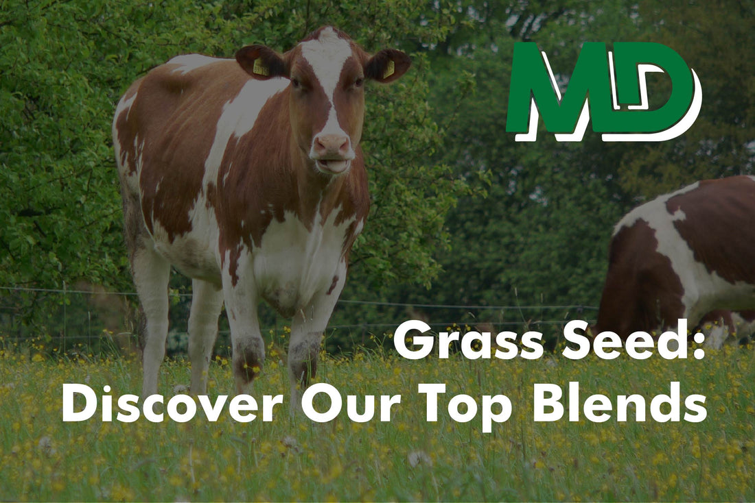 GRASS SEED : DISCOVER OUR TOP BLENDS