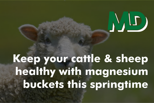 KEEP YOUR CATTLE & SHEEP HEALTHY WITH MAGNESIUM BUCKETS THIS SPRINGTIME