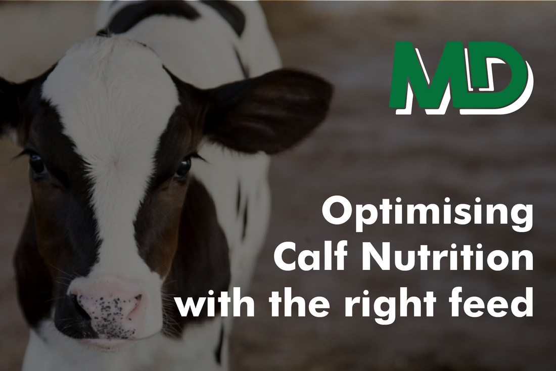 OPTIMISING CALF NUTRITION WITH THE RIGHT FEED