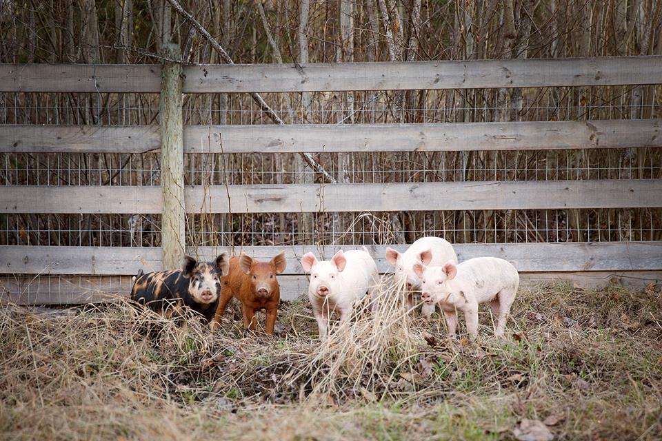 pigs animals farm animals farming north wales 