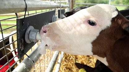 Pyon Heatwave Milk Warmer