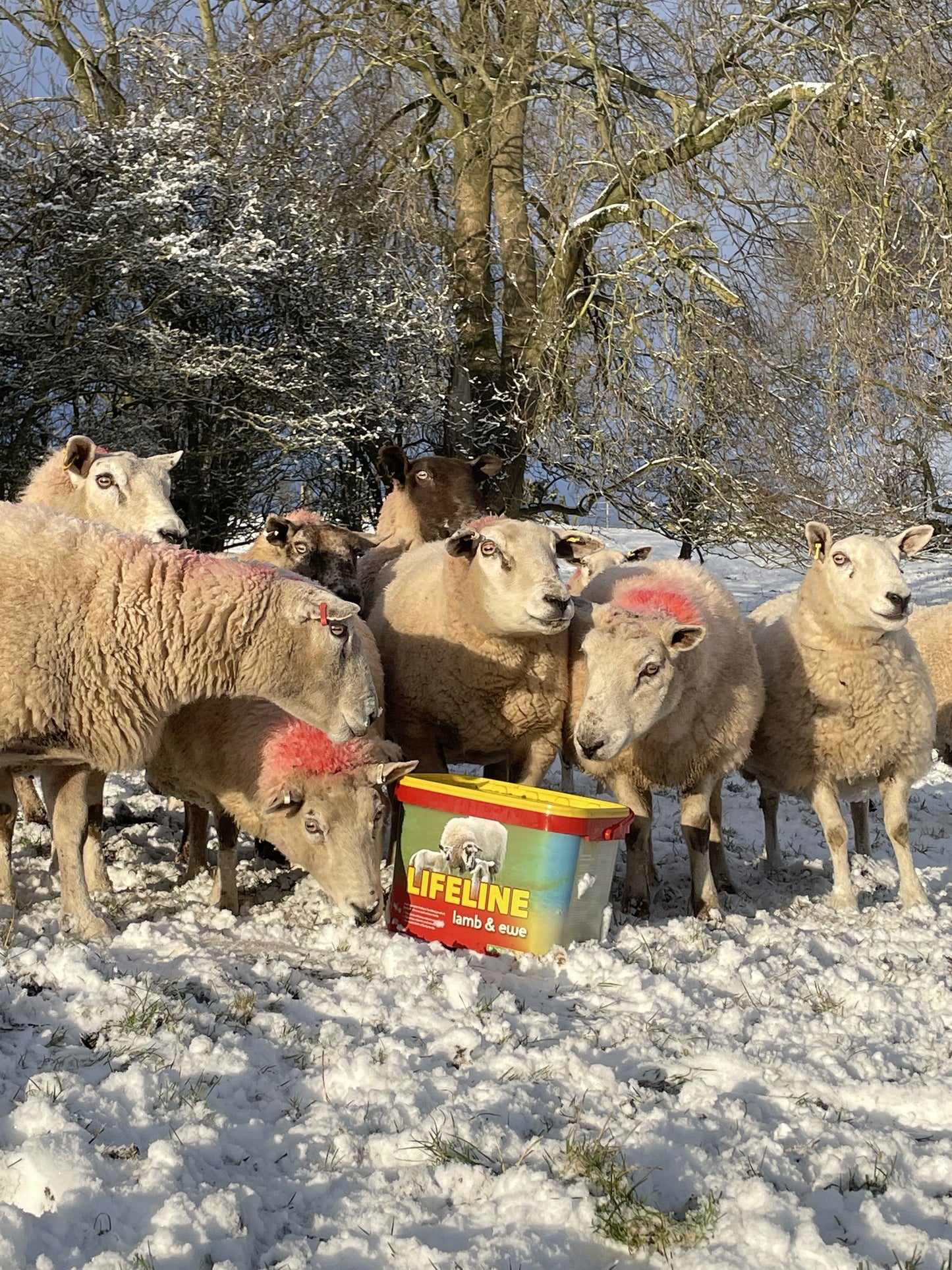 Urgent!  Spotting The Subtle Signs Of A Dead Lamb In An Ewe - o3okjnr