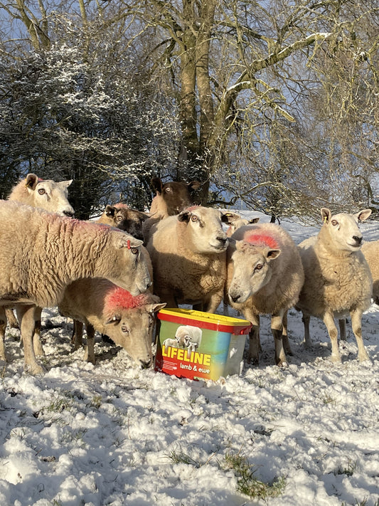 Lifeline Lamb & Ewe